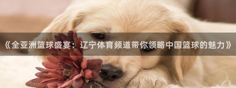 9255tv直播nba在线直播：《全亚洲篮球盛宴：辽宁体育频道带你领略中国篮球的魅力》